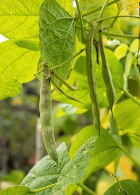 Çiftlikte yetişen olgun fasulye tohumları. Ev yapımı bahçede olgunlaşan bir sürü kayısı bitkisi (Phaseolus vulgaris) olan çalılar. Organik tarım, sağlıklı yiyecekler, BIO videoları, doğa konseptine dönüş..