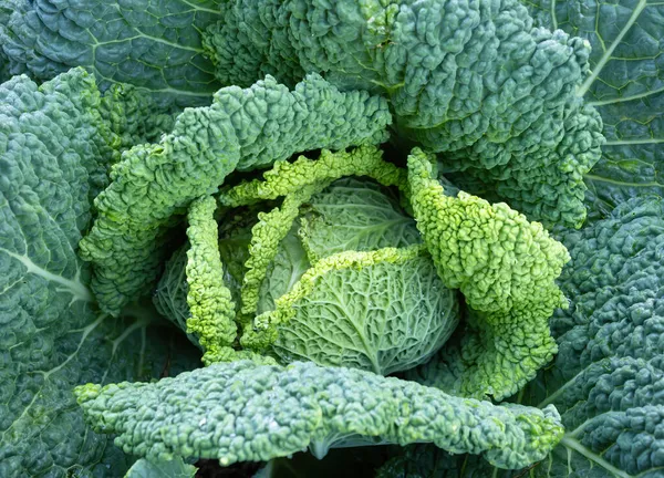 Detail Fresh Ripe Head Savoy Cabbage Brassica Oleracea Sabauda Lots — Stock Photo, Image