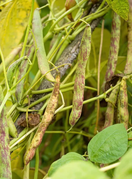 Mogna Bönskida Som Växer Gården Bush Med Massor Haricot Plantor — Stockfoto