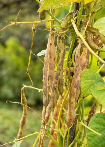 Mogna Bönskida Som Växer Gården Bush Med Massor Haricot Plantor — Stockfoto