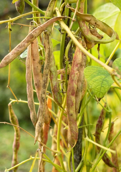 Ripe Pods Kidney Bean Growing Farm Bush Bunch Pods Haricot — Stock Photo, Image