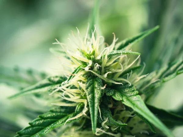 Planta Madura Cannabis Cáñamo Floreciente Flor Marihuana Femenina Hojas Que — Foto de Stock