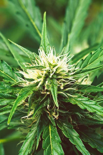 Planta Madura Cannabis Cáñamo Floreciente Flor Marihuana Femenina Hojas Que — Foto de Stock