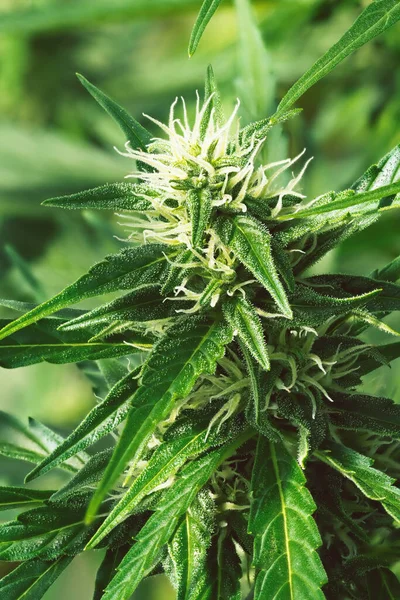 Planta Cannabis Madura Cânhamo Floração Flor Maconha Feminina Folhas Crescendo — Fotografia de Stock