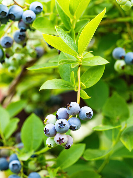 Ripe blueberries (Vaccinium Corymbosum) in homemade garden. Fresh bunch of natural fruit growing on branch on farm. Close-up. Organic farming, healthy food, BIO viands, back to nature concept.