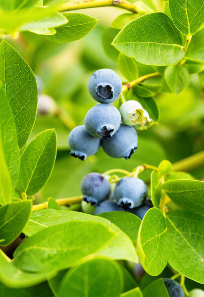 Ripe blueberries (Vaccinium Corymbosum) in homemade garden. Fresh bunch of natural fruit growing on branch on farm. Close-up. Organic farming, healthy food, BIO viands, back to nature concept.