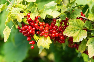 Ev yapımı bahçede olgun kırmızı frenk üzümü (Ribes rubrum). Çiftlikteki dallarda yetişen taze meyveler. Yakın plan. Organik tarım, sağlıklı yiyecekler, BIO videoları, doğa konseptine dönüş..