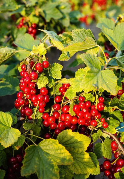 Ribes Rosso Maturo Ribes Rubrum Giardino Fatto Casa Mazzo Fresco — Foto Stock