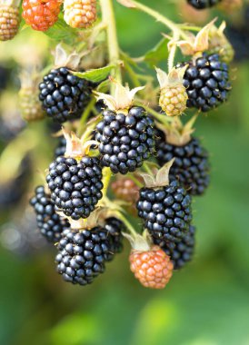 Bahçedeki doğal taze böğürtlenler. Bir grup olgun ve olgunlaşmamış böğürtlen meyvesi - Rubus fruticosus - çiftlikte yeşil yapraklı bitki dalında. Organik tarım, sağlıklı yiyecekler, BIO virüsleri..