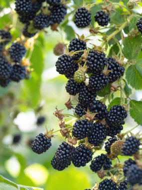 Bahçedeki doğal taze böğürtlenler. Bir grup olgun böğürtlen meyvesi - Rubus fruticosus - çiftlikte yeşil yapraklı bitki dalında. Organik tarım, sağlıklı yiyecekler, BIO virüsleri..