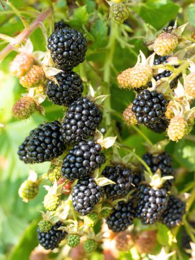 Bahçedeki doğal taze böğürtlenler. Bir grup olgun böğürtlen meyvesi - Rubus fruticosus - çiftlikte yeşil yapraklı bitki dalında. Organik tarım, sağlıklı yiyecekler, BIO virüsleri..