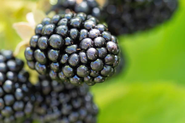 Amoras Frescas Naturais Jardim Bando Frutos Silvestres Maduros Rubus Fruticosus — Fotografia de Stock