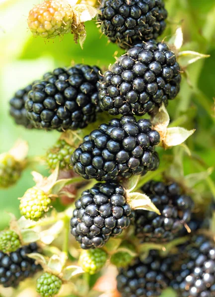 庭の自然な新鮮なブラックベリー 熟したブラックベリーの果実の束 ルブス果実 農場に緑の葉を持つ植物の枝に 有機農業 健康食品 Bioの流行 — ストック写真