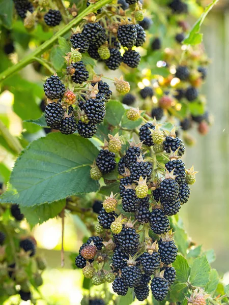 Amoras Frescas Naturais Jardim Bando Frutos Silvestres Maduros Rubus Fruticosus — Fotografia de Stock