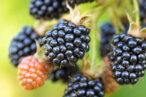 Přírodní Čerstvé Ostružiny Zahradě Hromada Zralého Nezralého Ostružinového Ovoce Rubus — Stock fotografie