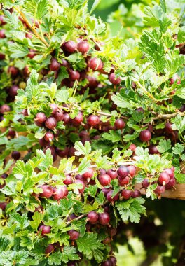 Ev yapımı bahçede olgun kırmızı bektaşi üzümü (Ribes uva-crispa). Çiftlikteki dallarda yetişen taze meyveler. Yakın plan. Organik tarım, sağlıklı yiyecekler, BIO videoları, doğa konseptine dönüş..