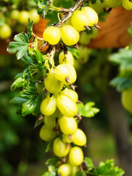 Zralé Zelené Angrešt Ribes Uva Crispa Domácí Zahradě Čerstvé Plody — Stock fotografie