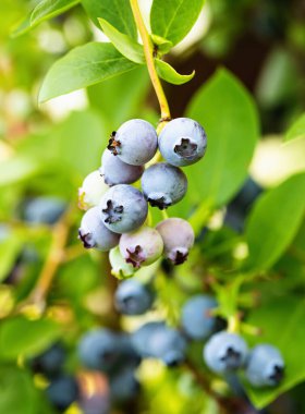 Ev yapımı bahçede olgun yaban mersini (Aşı Corymbosum). Çiftlikteki dallarda yetişen taze meyveler. Yakın plan. Organik tarım, sağlıklı yiyecekler, BIO videoları, doğa konseptine dönüş..