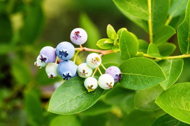 Ev yapımı bahçede olgun yaban mersini (Aşı Corymbosum). Çiftlikteki dallarda yetişen taze meyveler. Yakın plan. Organik tarım, sağlıklı yiyecekler, BIO videoları, doğa konseptine dönüş..