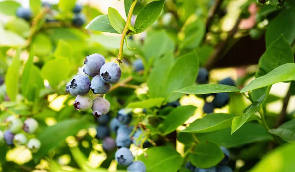 Ripe Blueberries Vaccinium Corymbosum Homemade Garden Fresh Bunch Natural Fruit — Stock Photo, Image