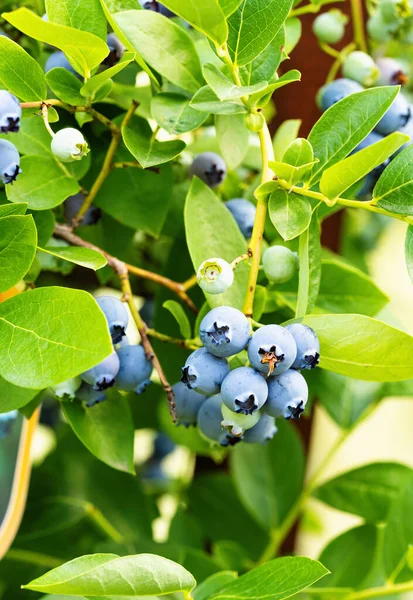 Mirtilos Maduros Vaccinium Corymbosum Jardim Caseiro Bando Fresco Frutas Naturais — Fotografia de Stock