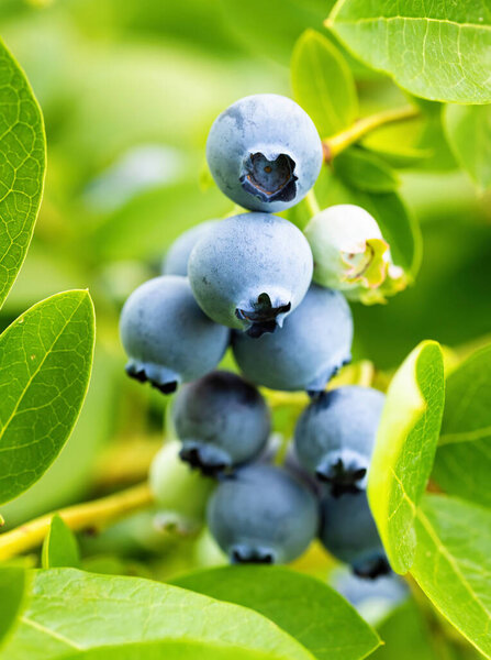 Ripe blueberries (Vaccinium Corymbosum) in homemade garden. Fresh bunch of natural fruit growing on branch on farm. Close-up. Organic farming, healthy food, BIO viands, back to nature concept.