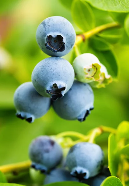 Ripe Blueberries Vaccinium Corymbosum Homemade Garden Fresh Bunch Natural Fruit — Stock Photo, Image