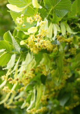 Küçük yapraklı Linden ağacı (Tilia Cordata) çiçekleri. Bitkisel şifa çayı hazırlamak için kullanılan sarı çiçeklerle kaplı bir dal. Doğal arka plan. Doğaya dönüş kavramı.