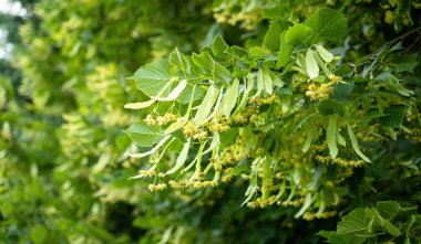 Küçük yapraklı Linden ağacı (Tilia Cordata) çiçekleri. Bitkisel şifa çayı hazırlamak için kullanılan sarı çiçeklerle kaplı bir dal. Doğal arka plan. Doğaya dönüş kavramı.