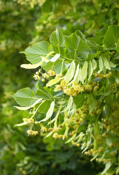 Blooming Flowers Small Leaved Linden Tree Tilia Cordata Branch Covered — Stock Photo, Image