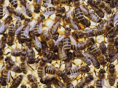 Arılar kovanında bal olan bal peteği üzerinde çalışırlar. Arı sürüsü (Apis mellifera) yakın planda. Organik BIO tarımı, hayvan hakları, doğa kavramına dönüş..