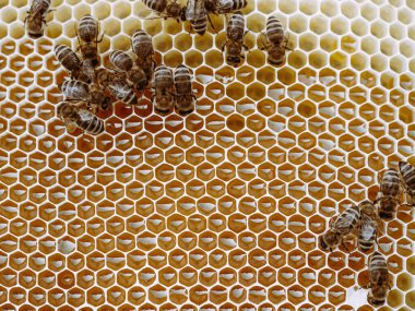 Arılar kovanında bal olan bal peteği üzerinde çalışırlar. Arı sürüsü (Apis mellifera) yakın planda. Organik BIO tarımı, hayvan hakları, doğa kavramına dönüş..
