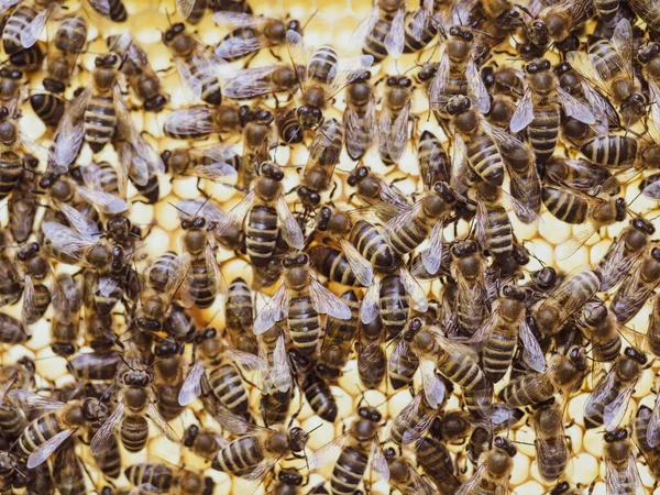 Bijen Werken Aan Honingraat Met Honing Korf Een Zwerm Insecten — Stockfoto