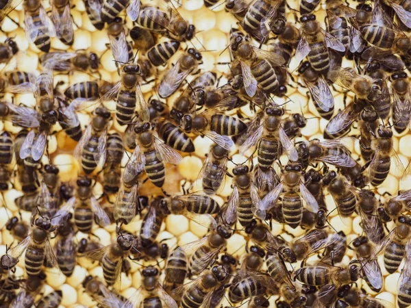 Bijen Werken Aan Honingraat Met Honing Korf Een Zwerm Insecten — Stockfoto