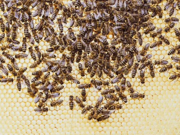 Пчелы Работают Над Сотами Медом Улье Рой Насекомых Apis Mellifera — стоковое фото