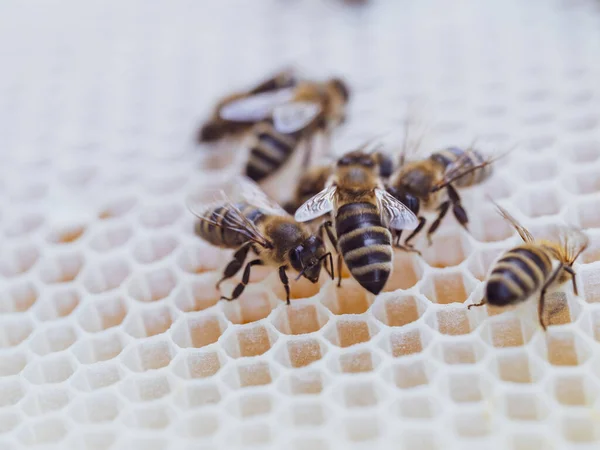 Pszczoły Pracują Nad Plastrem Miodu Ulu Rój Owadów Apis Mellifera — Zdjęcie stockowe
