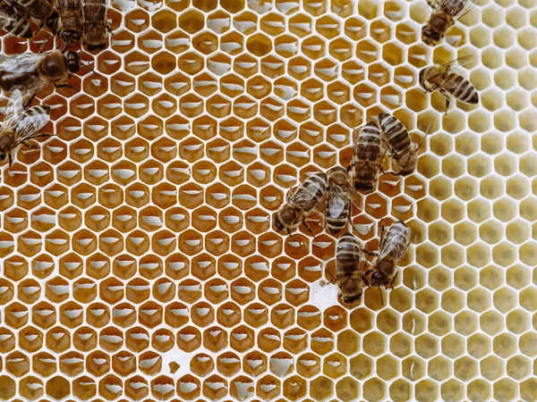 Bijen Werken Aan Honingraat Met Honing Korf Een Zwerm Insecten — Stockfoto