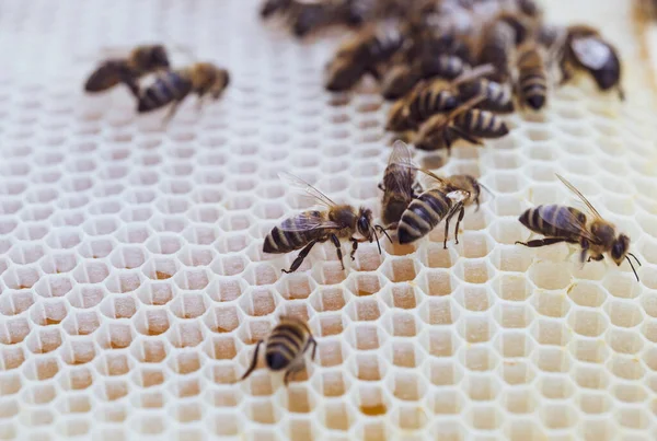 Bijen Werken Aan Honingraat Met Honing Korf Een Zwerm Insecten — Stockfoto