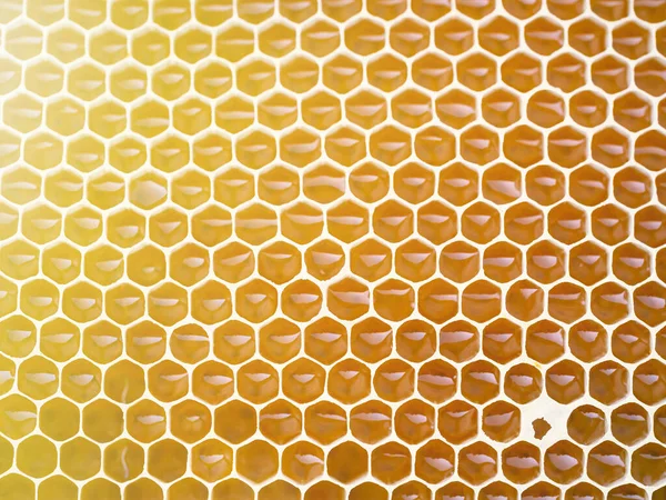 Бджільництво Крупним Планом Клітини Наповнені Медом Текстура Тла Візерунок Ділянки — стокове фото