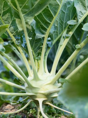 Fresh ripe head of green kohlrabi (Brassica oleracea Gongylodes Group) growing in homemade garden, short before the harvest. Close-up. Organic farming, healthy food, BIO viands, back to nature.
