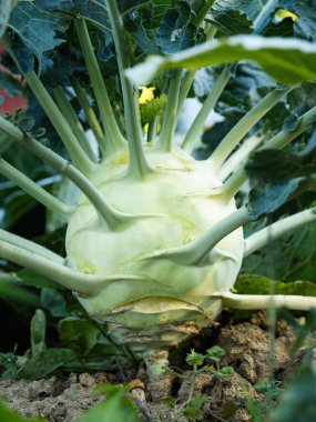 Fresh ripe head of green kohlrabi (Brassica oleracea Gongylodes Group) growing in homemade garden, short before the harvest. Close-up. Organic farming, healthy food, BIO viands, back to nature.