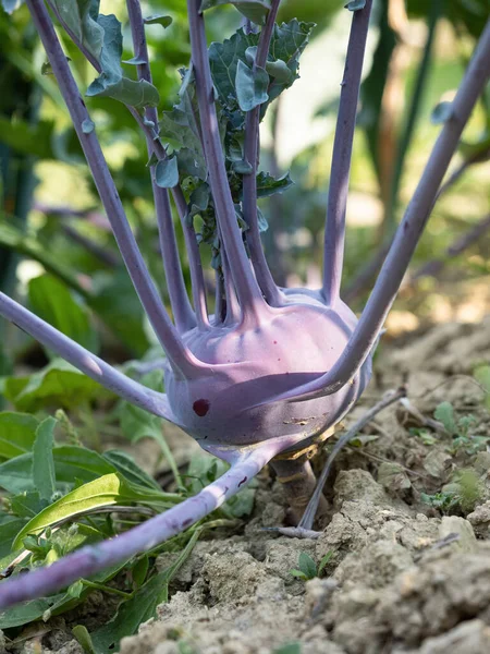 Fresh Ripe Head Purple Kohlrabi Brassica Oleracea Gongylodes Group Growing — Zdjęcie stockowe