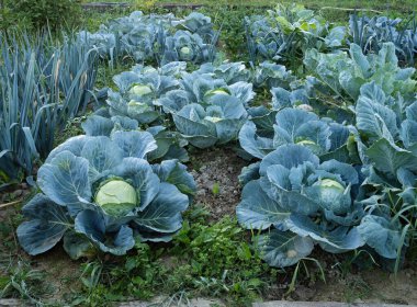 Fresh ripe heads of green cabbage (Brassica oleracea) with lots of leaves growing in homemade garden plot. Organic farming, healthy food, BIO viands, back to nature.