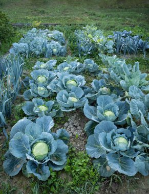 Fresh ripe heads of green cabbage (Brassica oleracea) with lots of leaves growing in homemade garden plot. Organic farming, healthy food, BIO viands, back to nature.