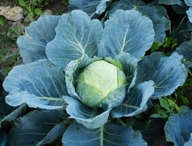 Taze taze yeşil lahana başı (Brassica oleracea) ve hasat zamanından kısa bir süre önce ev yapımı bahçede birçok yaprak yetişiyor. Organik tarım, sağlıklı yiyecekler, BIO videoları, doğa konseptine dönüş..