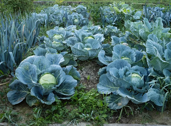 Fresh ripe heads of green cabbage (Brassica oleracea) with lots of leaves growing in homemade garden plot. Organic farming, healthy food, BIO viands, back to nature.