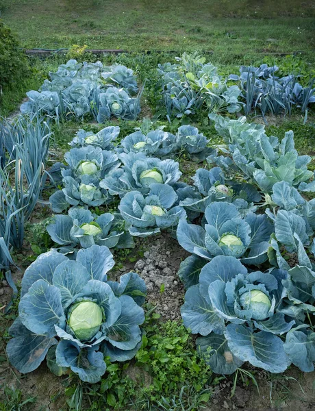 Fresh ripe heads of green cabbage (Brassica oleracea) with lots of leaves growing in homemade garden plot. Organic farming, healthy food, BIO viands, back to nature.