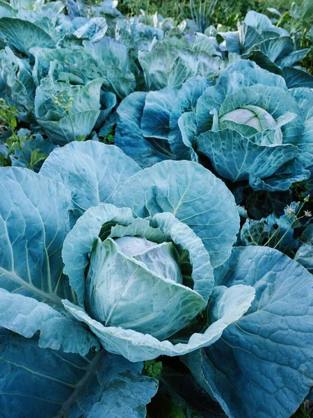 Fresh Ripe Heads Green Cabbage Brassica Oleracea Lots Leaves Growing — Stock Photo, Image