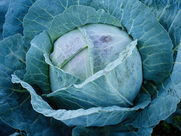 Close Fresh Ripe Head Green Cabbage Brassica Oleracea Lots Leaves — Stock Photo, Image