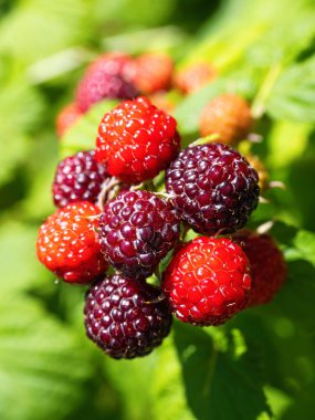 Natural fresh blackberries in garden. Bunch of ripe and unripe black raspberry - Rubus occidentalis - cultivar BRISTOL on branch of plant with green leaves on farm. Organic farming, healthy food, BIO